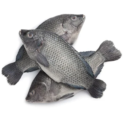 Tilapia